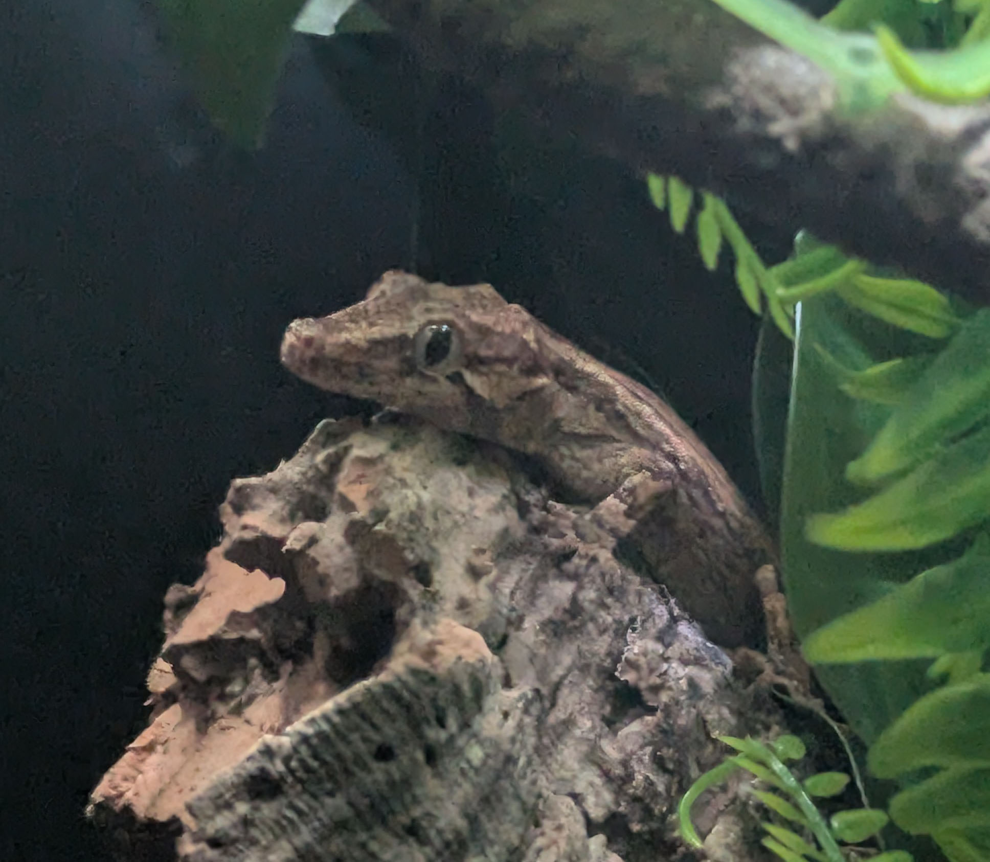 goop sleeping on her favorite piece of cork bark